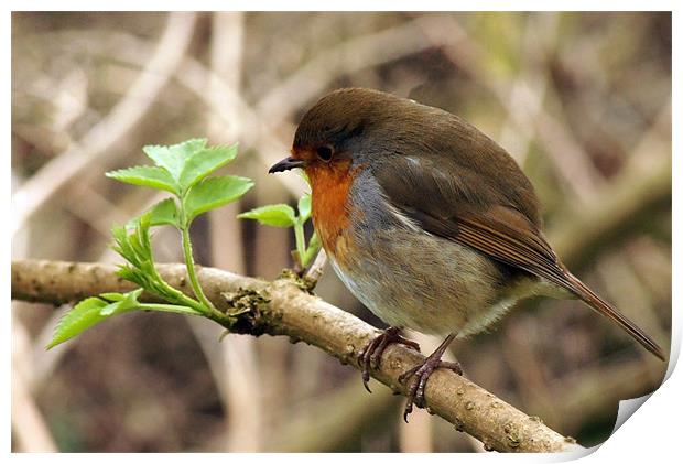 robin redbreast perched Print by Elouera Photography