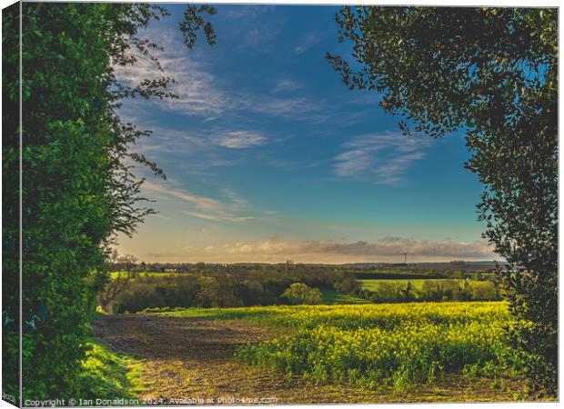 Rapeseed Fields Canvas Print by Ian Donaldson