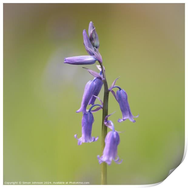 A close up of a bluebell flower  Print by Simon Johnson