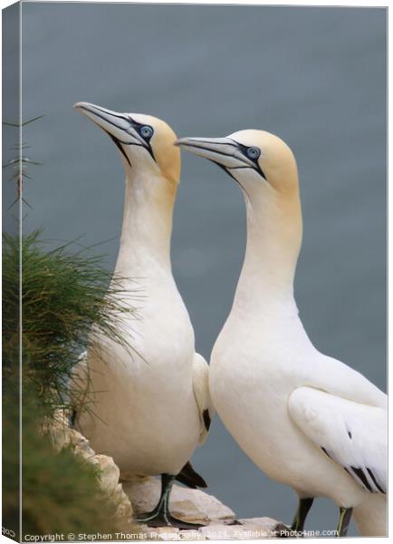 Pair of Gannets at Bempton Cliffs Canvas Print by Stephen Thomas Photography 