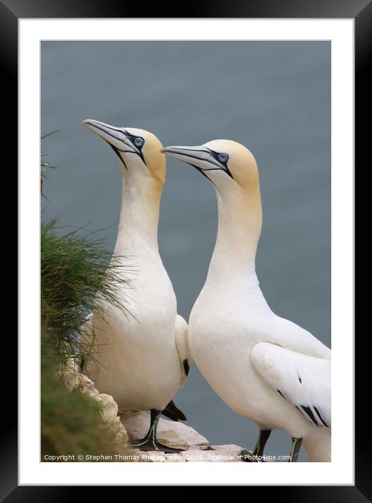 Pair of Gannets at Bempton Cliffs Framed Mounted Print by Stephen Thomas Photography 