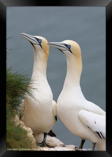 Pair of Gannets at Bempton Cliffs Framed Print by Stephen Thomas Photography 