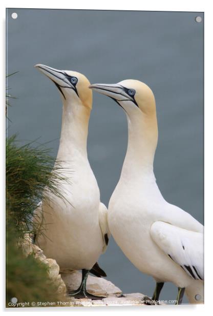 Pair of Gannets at Bempton Cliffs Acrylic by Stephen Thomas Photography 