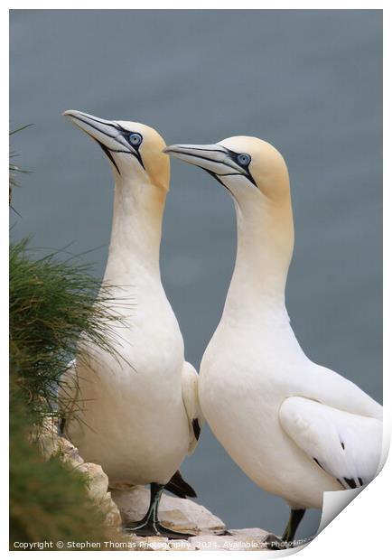 Pair of Gannets at Bempton Cliffs Print by Stephen Thomas Photography 