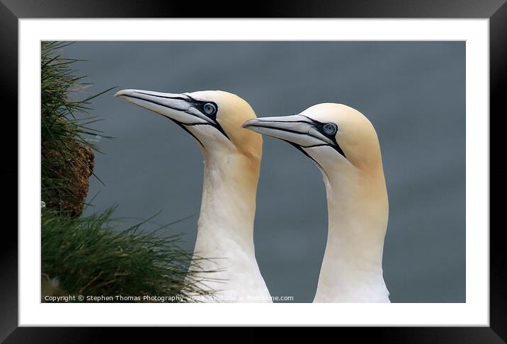 Gannets Portrait at Bempton Cliffs Framed Mounted Print by Stephen Thomas Photography 