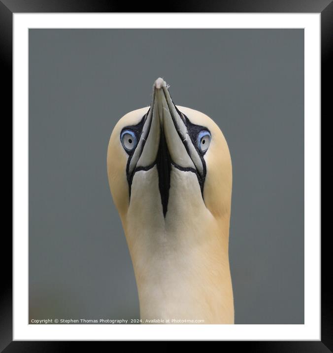 Gannet Head Shot Framed Mounted Print by Stephen Thomas Photography 