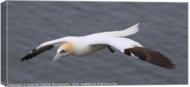 Gannet in flight at Bempton Cliffs Canvas Print by Stephen Thomas Photography 