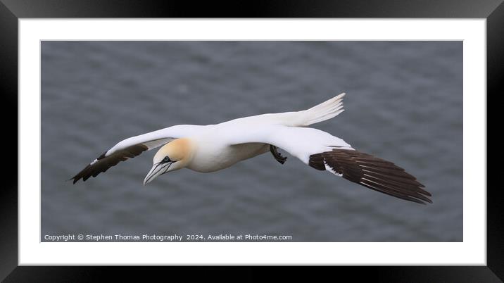Gannet in flight at Bempton Cliffs Framed Mounted Print by Stephen Thomas Photography 