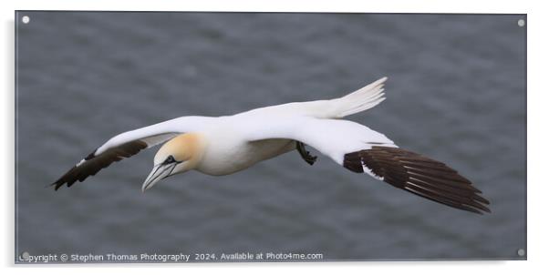 Gannet in flight at Bempton Cliffs Acrylic by Stephen Thomas Photography 