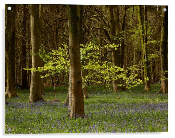 sunlit spring woodland Acrylic by Simon Johnson