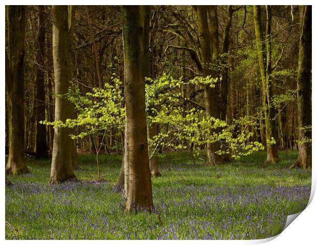 sunlit spring woodland Print by Simon Johnson