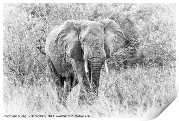 African bull elephant in grassland, Zambia Print by Angus McComiskey