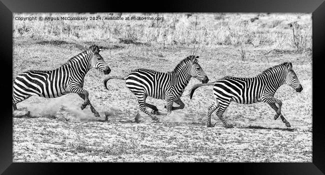 Galloping zebras Zambia (black and white) Framed Print by Angus McComiskey