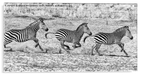 Galloping zebras Zambia (black and white) Acrylic by Angus McComiskey