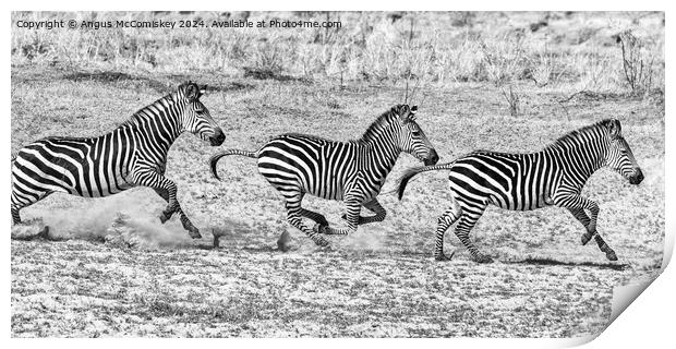Galloping zebras Zambia (black and white) Print by Angus McComiskey