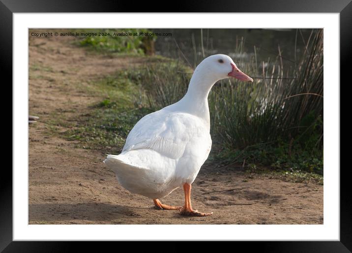 White goose on the bank of a river Framed Mounted Print by aurélie le moigne
