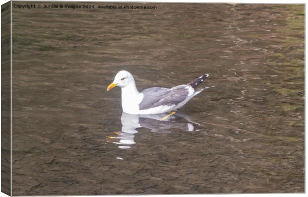 Seagull landed on a pond Canvas Print by aurélie le moigne