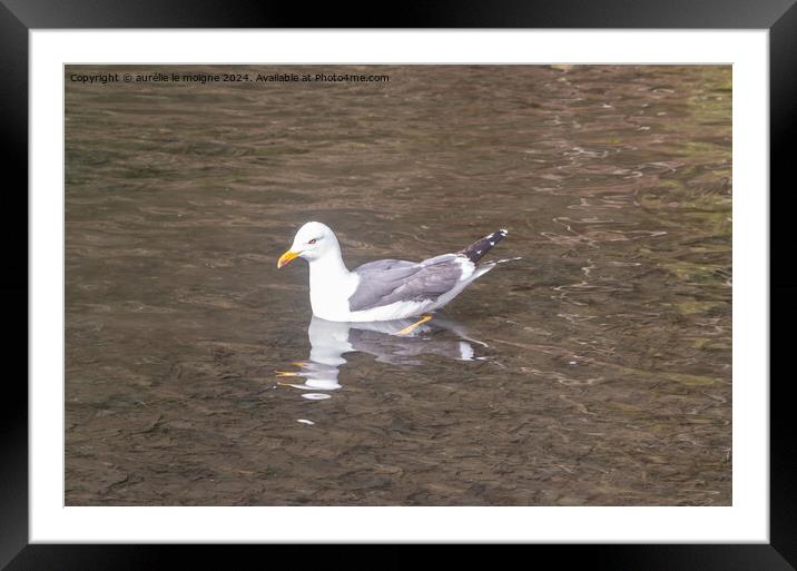 Seagull landed on a pond Framed Mounted Print by aurélie le moigne