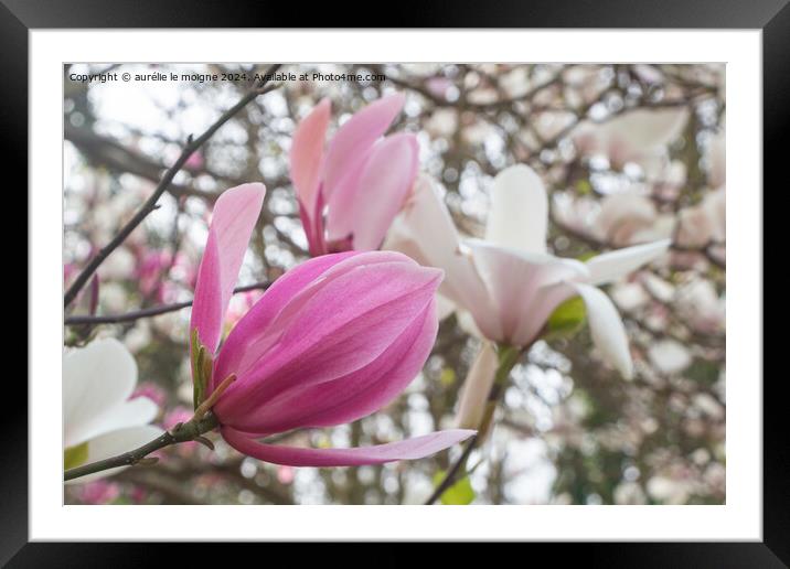 Pink magnolia flowers in a garden Framed Mounted Print by aurélie le moigne