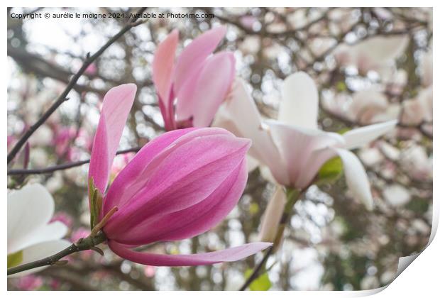 Pink magnolia flowers in a garden Print by aurélie le moigne