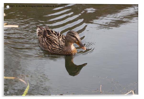 Mallard duck on a river Acrylic by aurélie le moigne