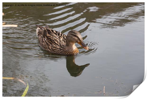 Mallard duck on a river Print by aurélie le moigne