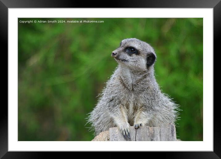 A close up of a meercat Framed Mounted Print by Adrian Smyth