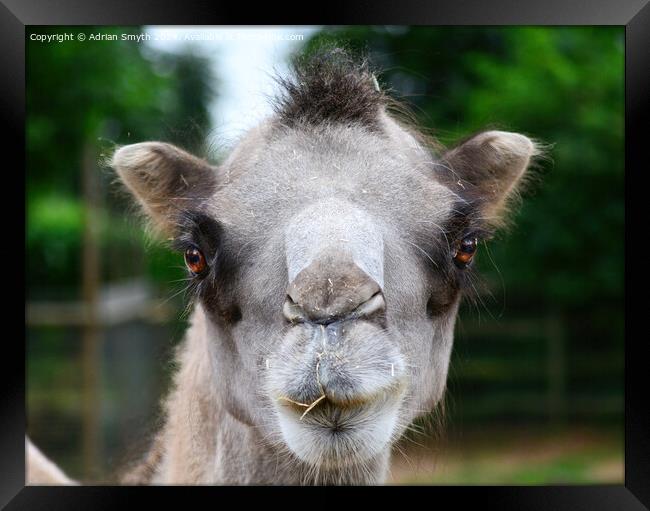 camel portrait Framed Print by Adrian Smyth