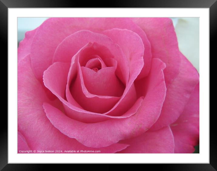 A Pink Rose Framed Mounted Print by Joyce Nelson