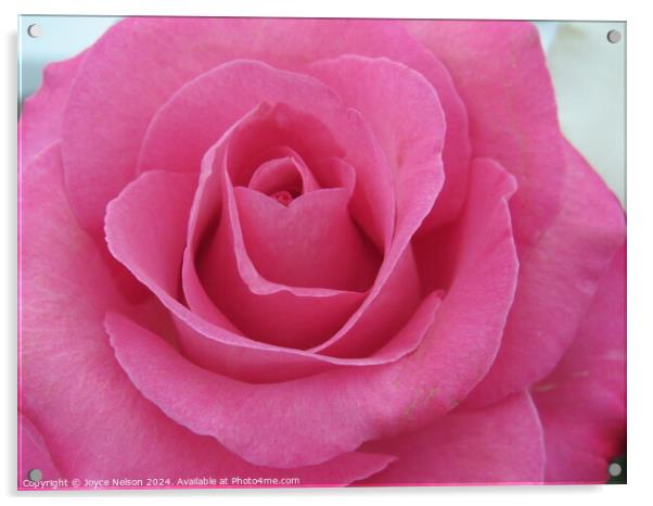 A Pink Rose Acrylic by Joyce Nelson