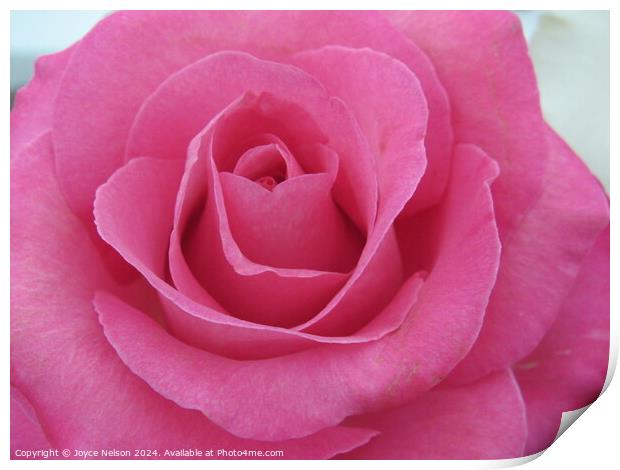A Pink Rose Print by Joyce Nelson