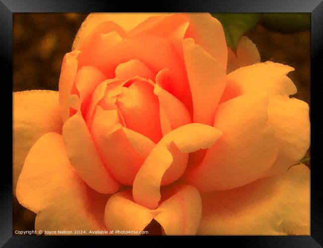 A yellow rose Framed Print by Joyce Nelson