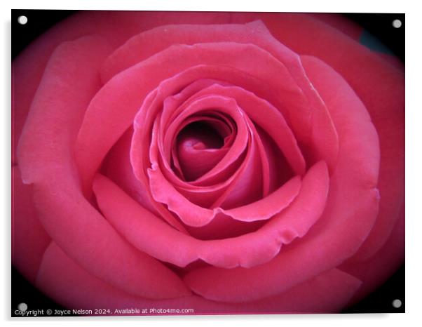 A pink rose  Acrylic by Joyce Nelson