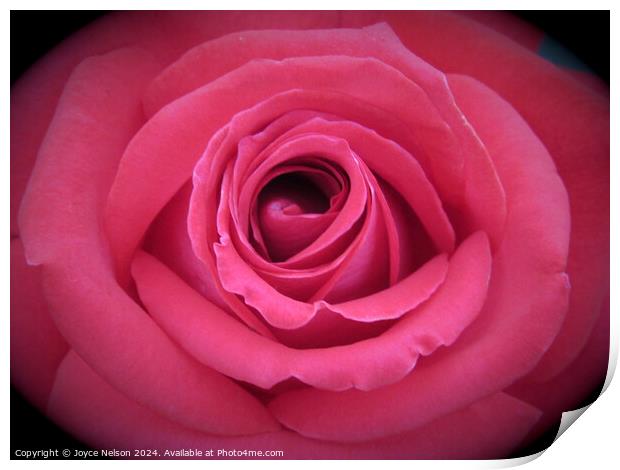 A pink rose  Print by Joyce Nelson