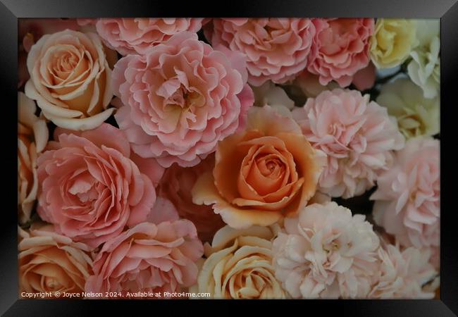 A bouquet of pink and orange roses Framed Print by Joyce Nelson