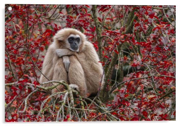 Gibbon's Solitude Acrylic by rawshutterbug 