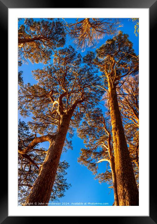 Sun lit Scots pine. Derwentwater Framed Mounted Print by John Henderson