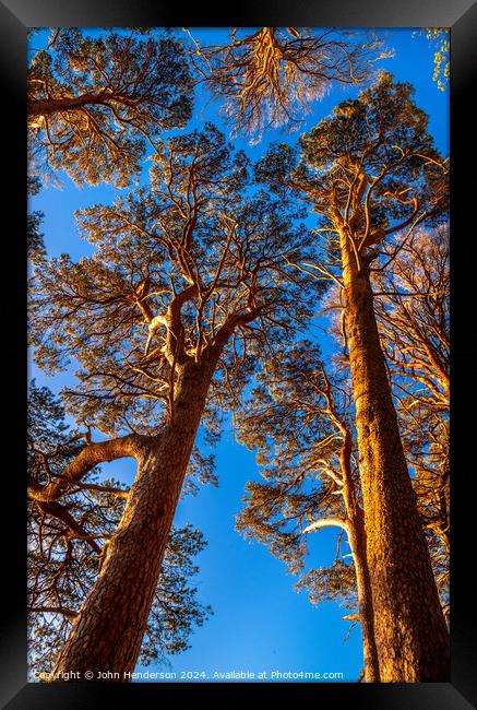 Sun lit Scots pine. Derwentwater Framed Print by John Henderson