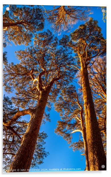 Sun lit Scots pine. Derwentwater Acrylic by John Henderson