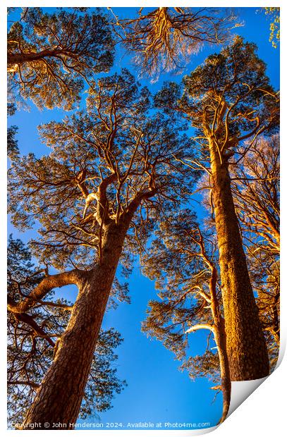 Sun lit Scots pine. Derwentwater Print by John Henderson