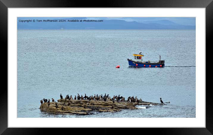 The Cormorants Framed Mounted Print by Tom McPherson