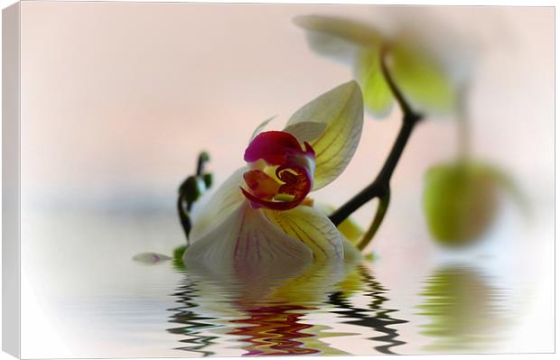 Orchid Flower Reflection Canvas Print by Elaine Manley