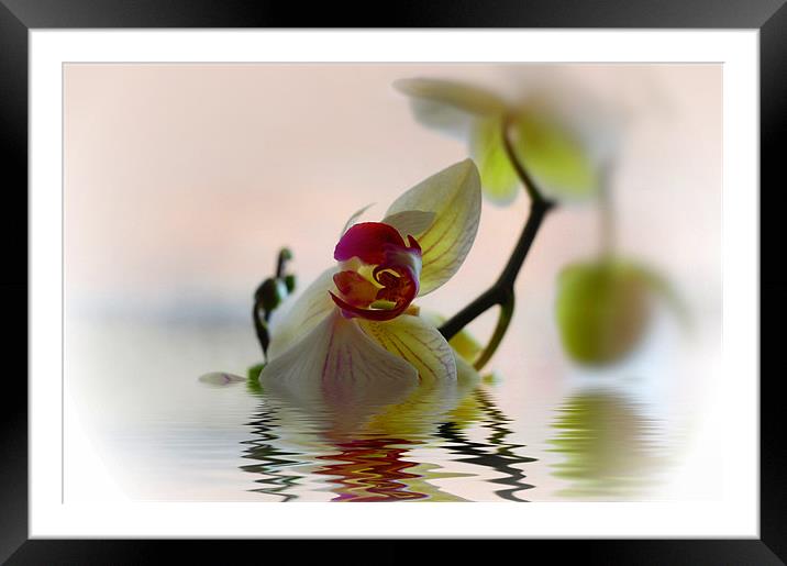 Orchid Flower Reflection Framed Mounted Print by Elaine Manley