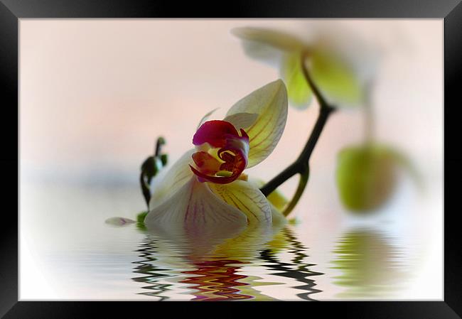 Orchid Flower Reflection Framed Print by Elaine Manley