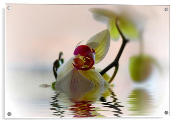 Orchid Flower Reflection Acrylic by Elaine Manley
