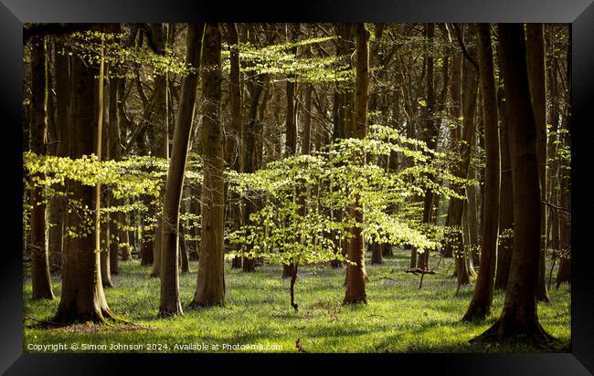 sunlit woodland  Framed Print by Simon Johnson