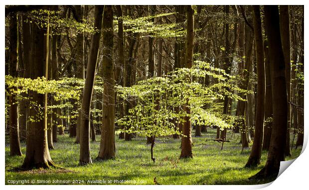 sunlit woodland  Print by Simon Johnson