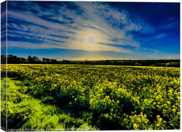 Yellow Meadow Canvas Print by Ian Donaldson