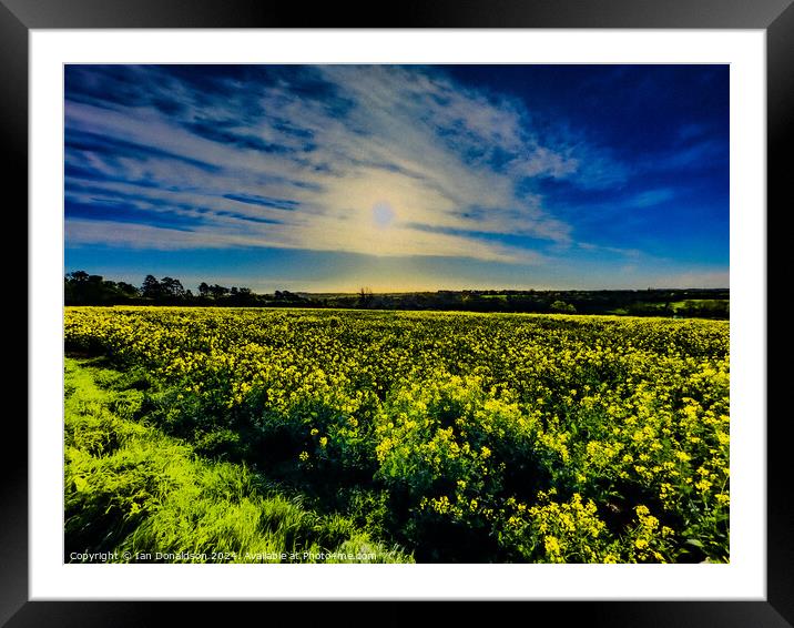 Yellow Meadow Framed Mounted Print by Ian Donaldson
