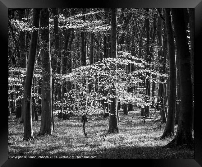 sunlit woodland in monochrome Framed Print by Simon Johnson